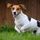 Jack Russell Terrier