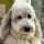 Wooftom57