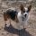 corgigirl59.bsky.social's avatar