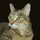 herfelinehighness.bsky.social's avatar