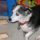 Mask Wearing Doggie