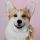 Tweeets of Dogs Automated