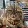 Bodega Cats