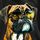 Boxer Dog Lovers