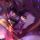 arachibi.bsky.social's avatar