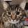 cat1andcat2.bsky.social's avatar
