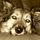 tippytaff.bsky.social's avatar
