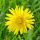 A Dandelion