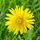 A Dandelion