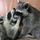 Raccoons Hourly