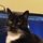 Ka'ra the tuxedo cat 