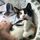 Willow the Cat