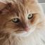 Profile picture gingercatdusty.bsky.social