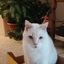 Profile picture chrissylincoln.bsky.social