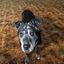 Profile picture doglips13.bsky.social