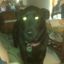 Profile picture ilovemytwodogs.bsky.social