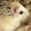 Profile picture hamsterwatch.com
