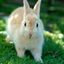Profile picture rabbit--lover.bsky.social
