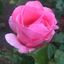 Profile picture musingsonair.bsky.social
