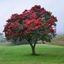 Profile picture pohutukawa.bsky.social