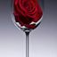 Profile picture fungai44.bsky.social