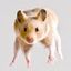 Profile picture flyingrodent.bsky.social