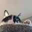Profile picture scamperbeasts.bsky.social
