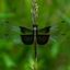Profile picture cchopes.bsky.social