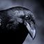 Profile picture wolfssong.bsky.social