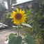 Profile picture laurasaul.bsky.social