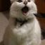 Profile picture trump-is-not-a-cat.bsky.social