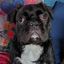 Profile picture pcm99.bsky.social