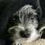 Profile picture bluepeachatl.bsky.social