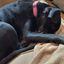 Profile picture blueanimallover.bsky.social