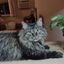 Profile picture napper13.bsky.social