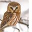 Profile picture thelucybird.bsky.social