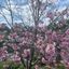 Profile picture justcarole.bsky.social