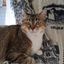 Profile picture catcmdr1.bsky.social