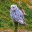 Boatbirder