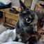 Profile picture nancylou2.bsky.social