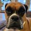 Profile picture boxermom.bsky.social
