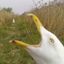 Profile picture goodtrailcams.bsky.social