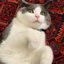 Profile picture realpolitqs.bsky.social