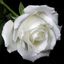 Profile picture margieisblue.bsky.social