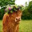 Profile picture annemthorson.bsky.social