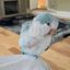 Profile picture motherofchickens82.bsky.social