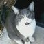 Profile picture catzrule08.bsky.social