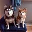 Profile picture joynicole.bsky.social