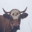Profile picture spherical-cow.bsky.social