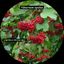 Profile picture lillyloreleilee.bsky.social